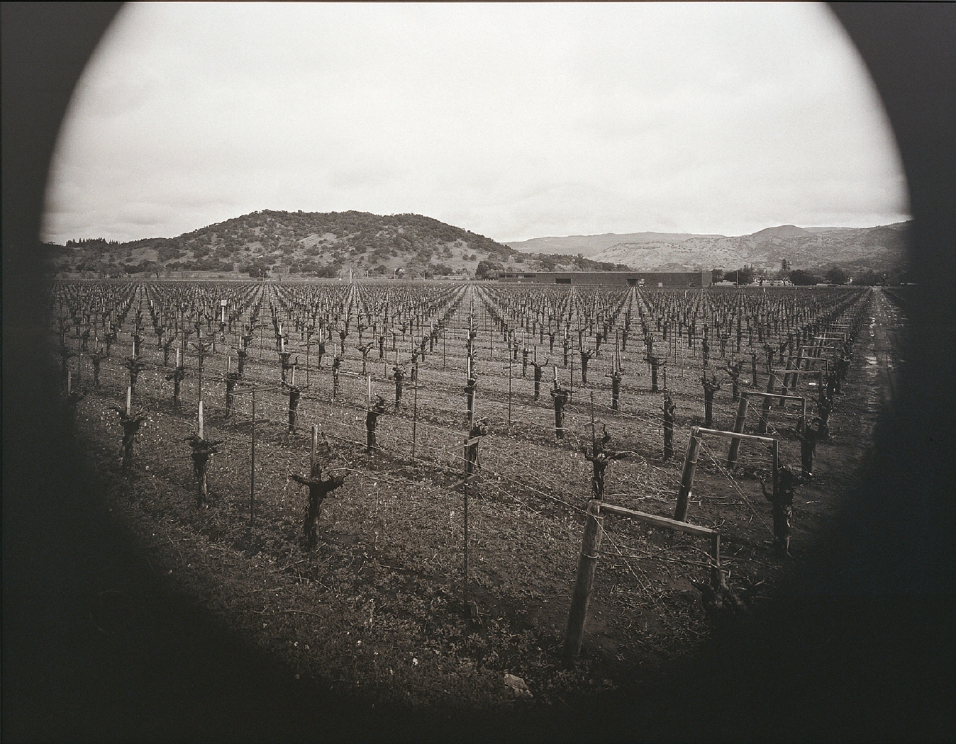 Dominus Estate vineyard, Yountville, California. Winery by Herzog & de Meuron, 1999