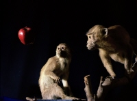 Newton´s Monkey, Darwin´s Apple